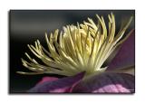 Clematis Stamens.jpg
