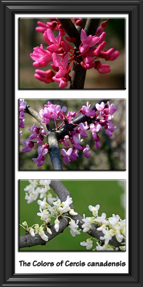 Cercis x 3 <p> April 13