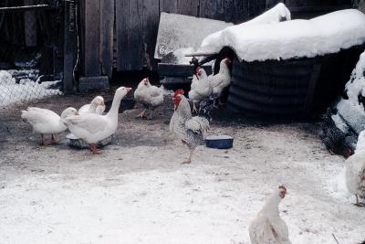 Poultry