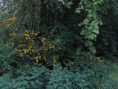 Backyard-Summer 2