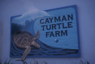 Cayman Turtle Farm