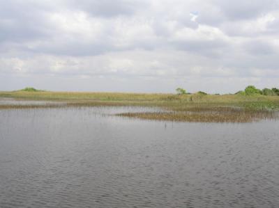 Everglades River of Grass