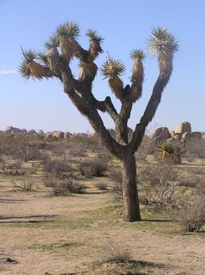 Joshua Tree