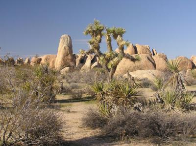 Joshua Tree