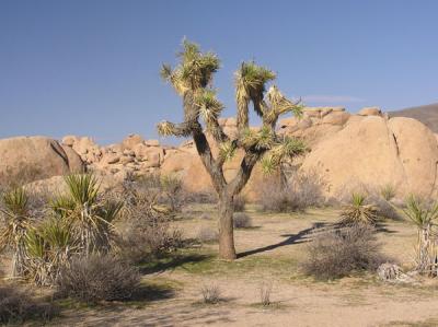 Joshua Tree