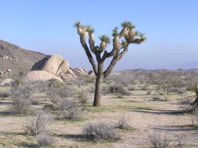 Joshua Tree