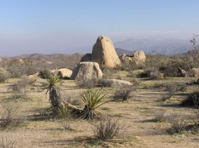 Joshua Tree Park Landscape