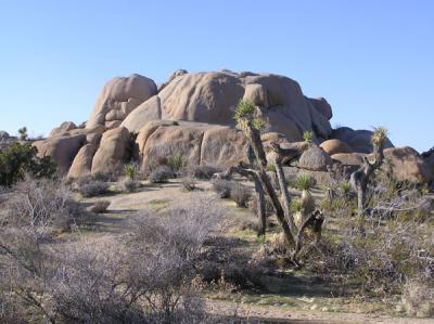 Joshua Tree Park Landscape