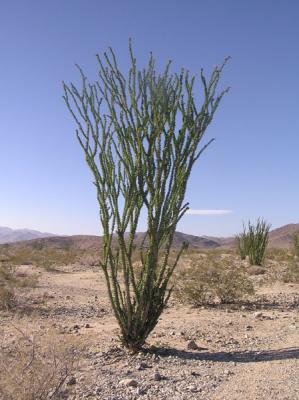 Ocotillo