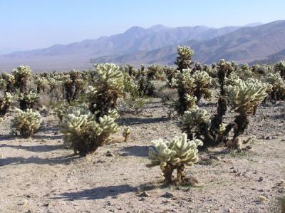 Cholla Cactus