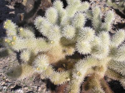 Cholla Cactus