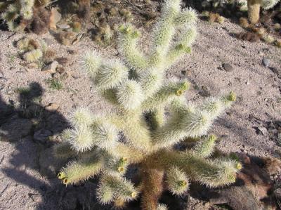 Cholla Cactus