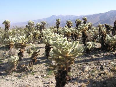 Cholla Cactus