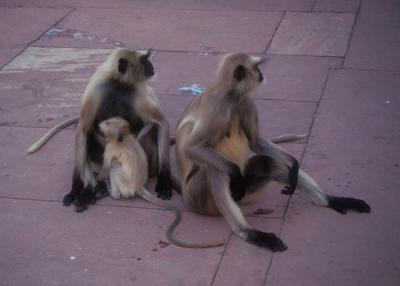 Monkeys at Akbar's Tomb