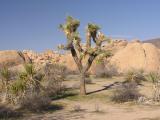 Joshua Tree