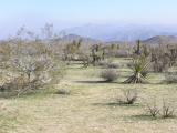 Joshua Tree National Park