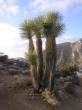 Joshua Tree National Park