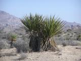 Joshua Tree National Park
