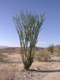 Ocotillo