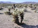 Cholla Cactus