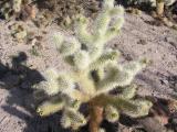 Cholla Cactus