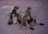 Monkeys at Akbars Tomb