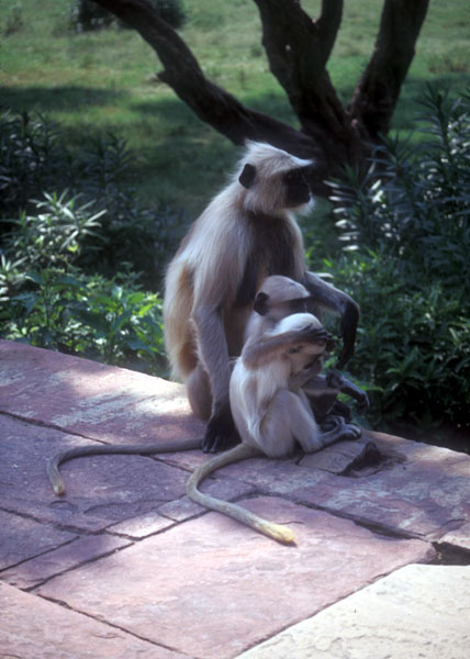 Monkeys at Akbars Tomb