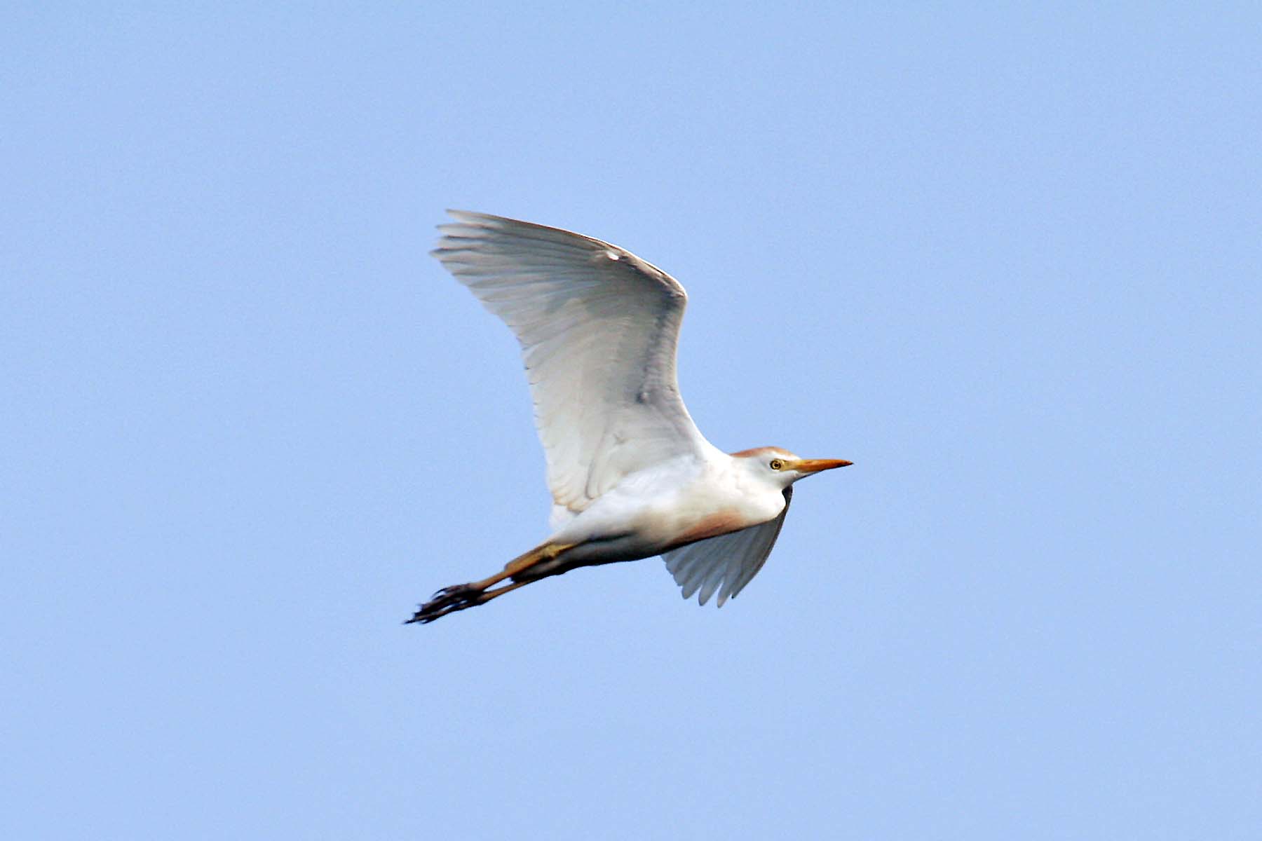 Breeding Cattle Egret.jpg