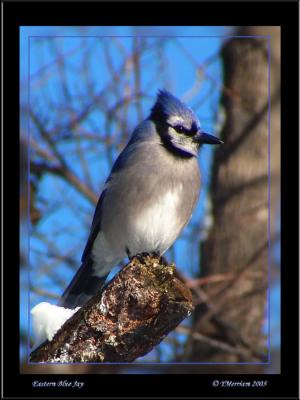 Eastern Blue Jay