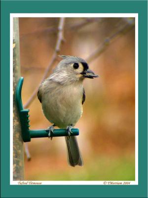 Tufted Titmouse