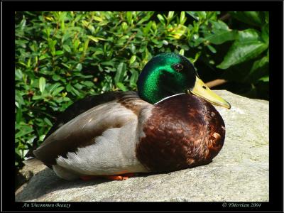 Common Duck / Uncommon Beauty