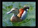 Ringed Teal