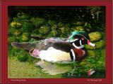 Wood Duck Drake