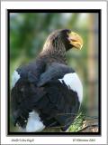 Stellers Sea Eagle