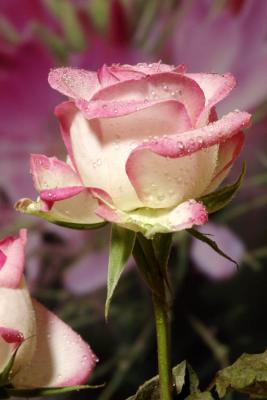 Pink Rose