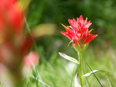 Indian Paintbrush