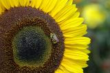 Bee on Sunflower