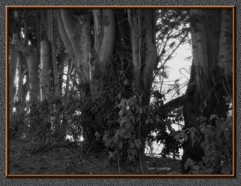 Cypress