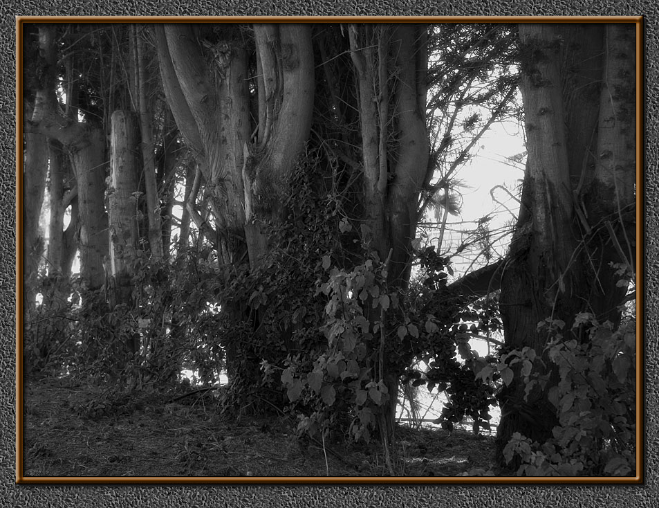 Cypress