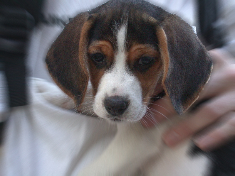 Amy (2 months)
