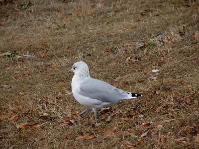 u16/adriank/medium/39107465.Seagullcopy.jpg
