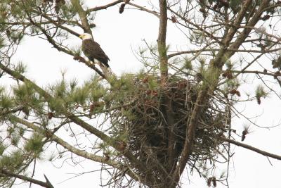 Eagle and Nest.jpg