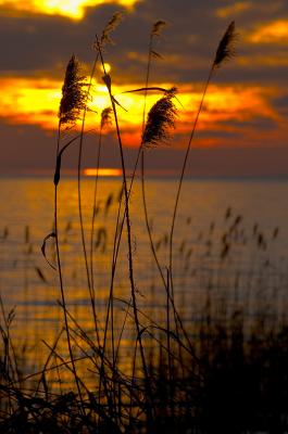 Cane-Brake in Sunset 3.