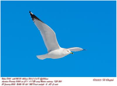 seagull.jpg