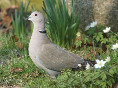 Tyrkerdue - Collared Dove - Streptopelia decaocto