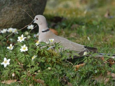 Tyrkerdue - Collared Dove - Streptopelia decaocto
