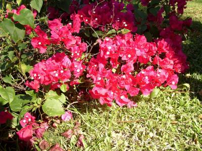 Nice red variety of Bougainvillea