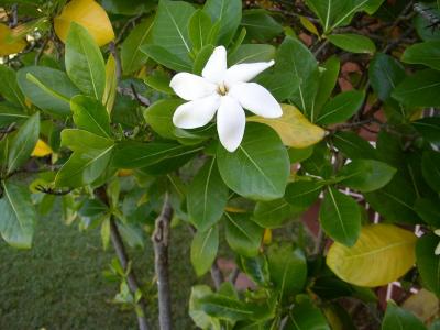 Tahitian Gardenia - the most beautiful fragrance of all