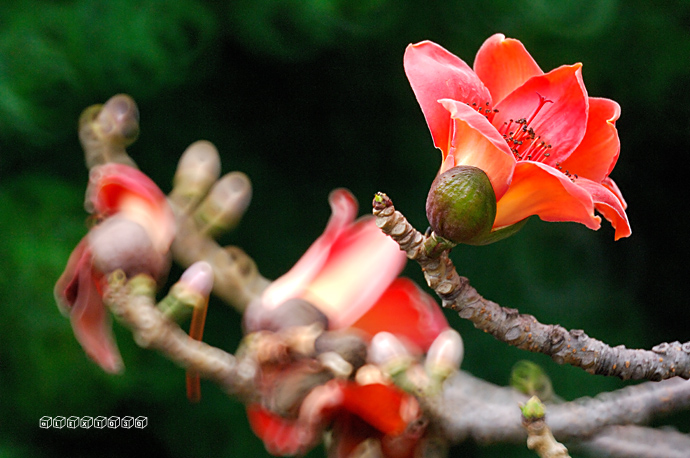 DSC_1712a.jpg
