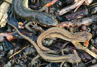 Smooth Newt Family